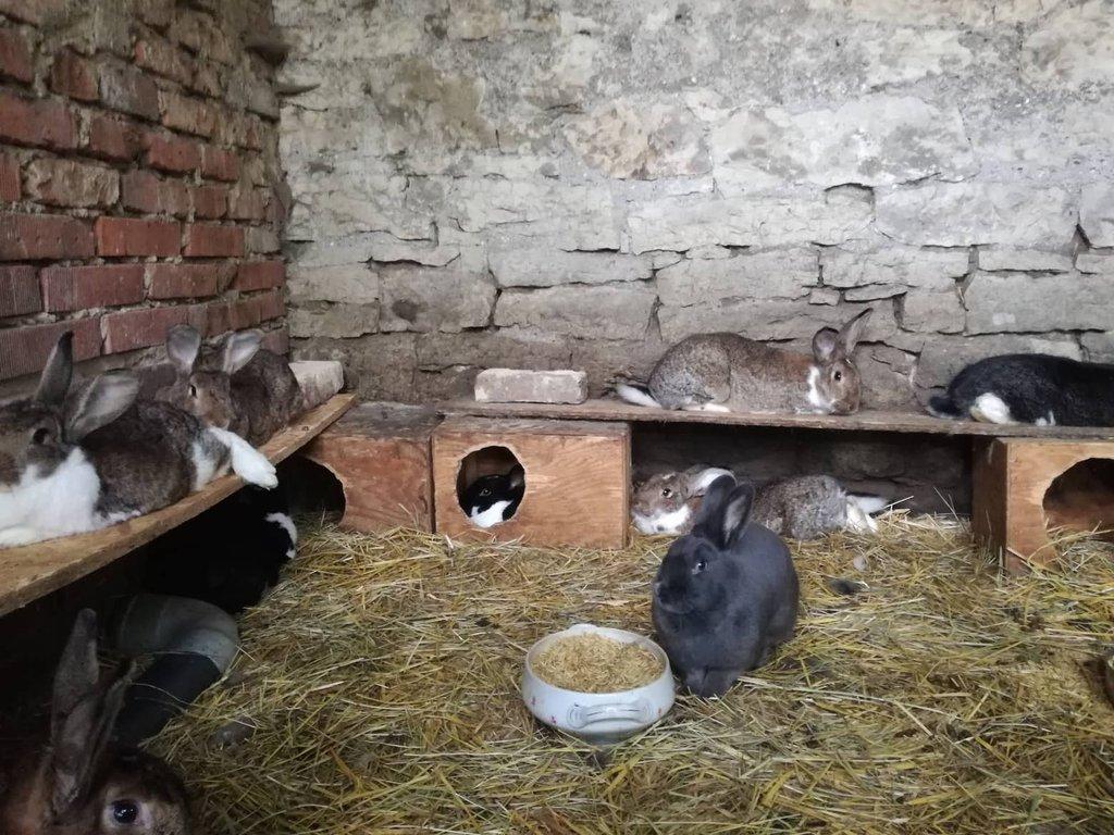 Ustájení králíků – od leporárií po moderní systémy