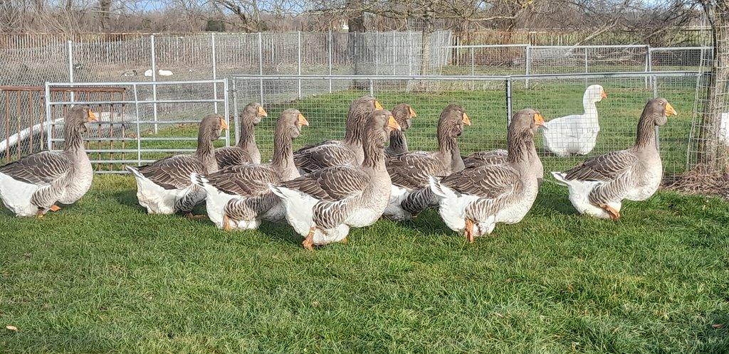 Obři mezi husami – husa cholmogorská a husa tuluská