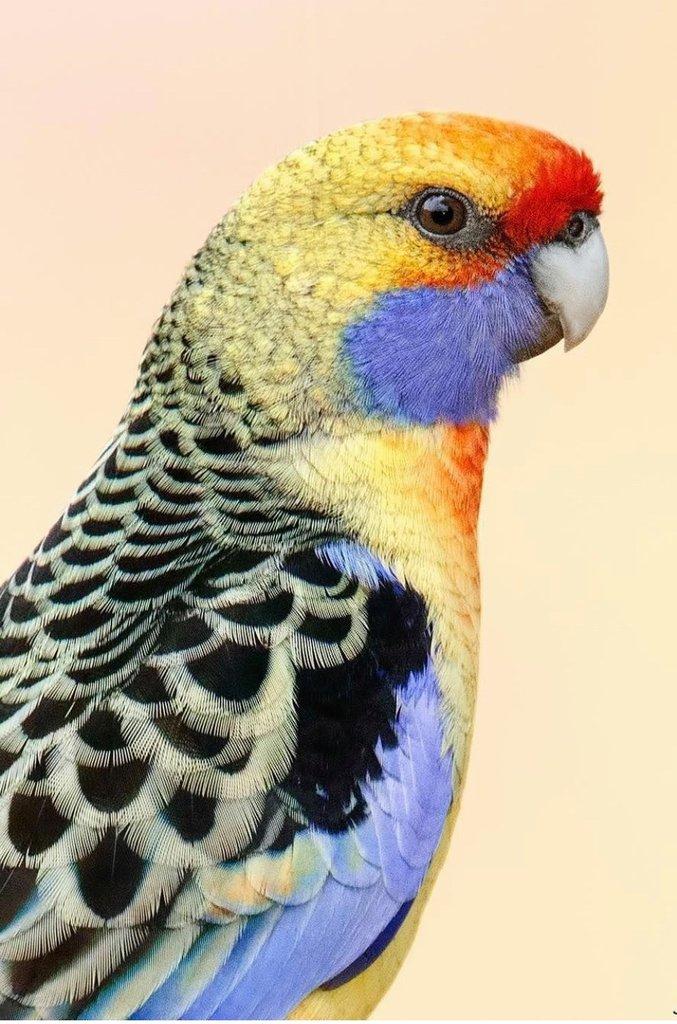 Burza chovatelů ve Vyškově dne 30.7.2023