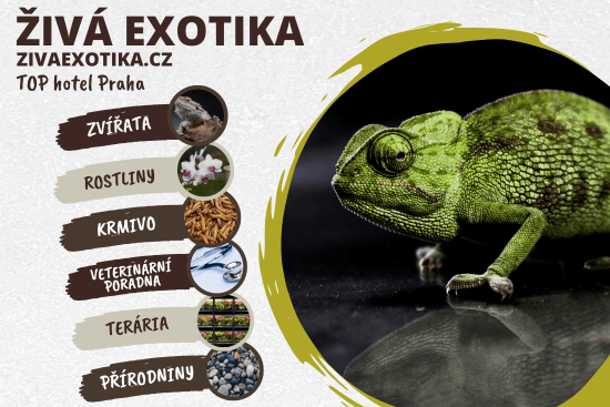 ŽIVÁ EXOTIKA
