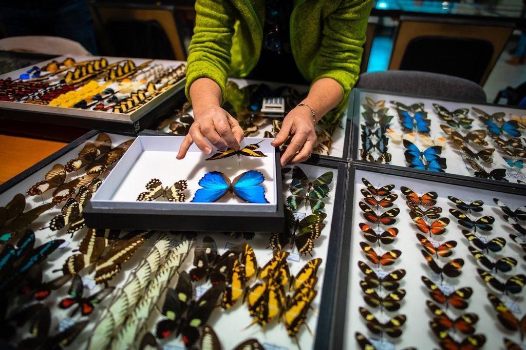 Entomologický výměnný den a výstava, Hotel Olympik, Praha, 6.-7.10.2023