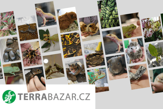 TERRABAZAR
