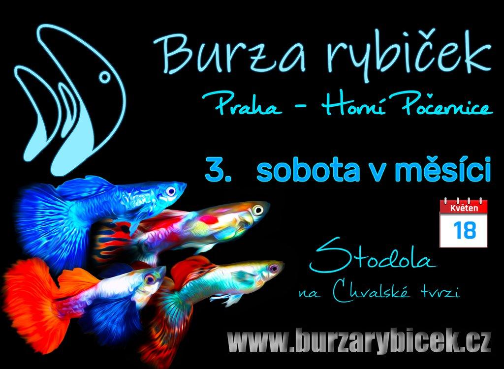 Burza rybiček 18.05.2024