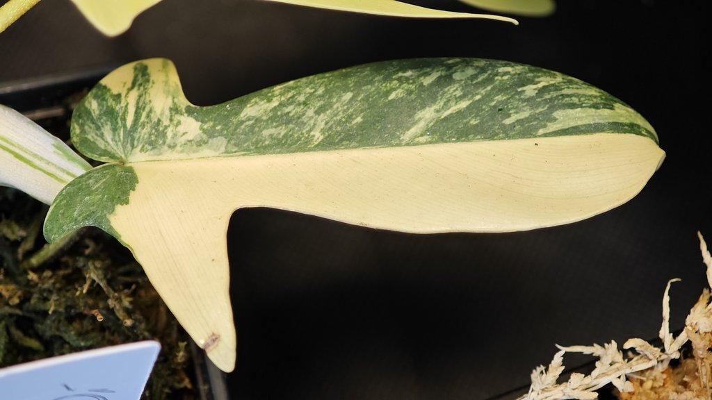 ŽIVÁ BOTANIKA 15.11.2025 - 🌸 Praha