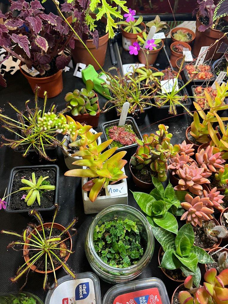 ŽIVÁ BOTANIKA 15.11.2025 - 🌸 Praha