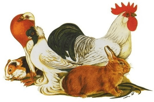 Chovatelská burza Hodonín