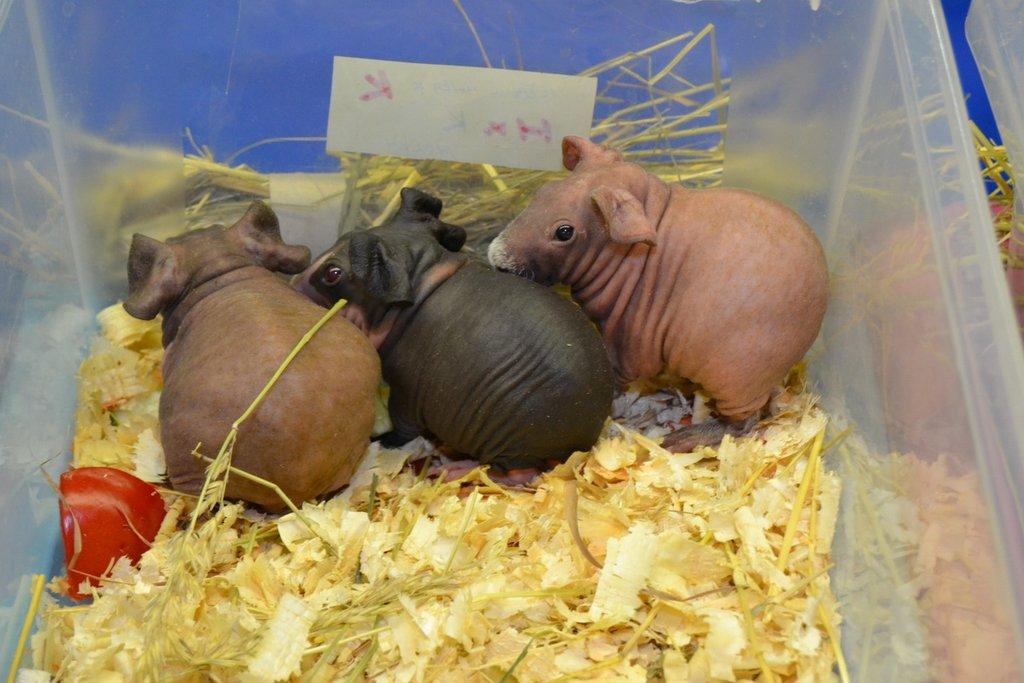 Ostravské Fauna Trhy