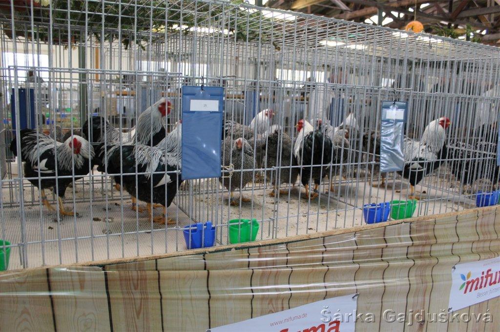 Seciální výstava vyandotek, japonek a holandských chocholatých slepic, králíků a holubů