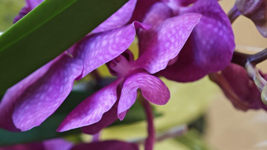 ŽIVÁ BOTANIKA 15.11.2025 - 🌸 Praha