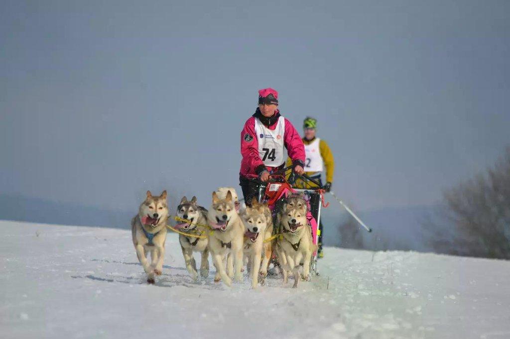 Závody psích spřežení v Zásadě 2026