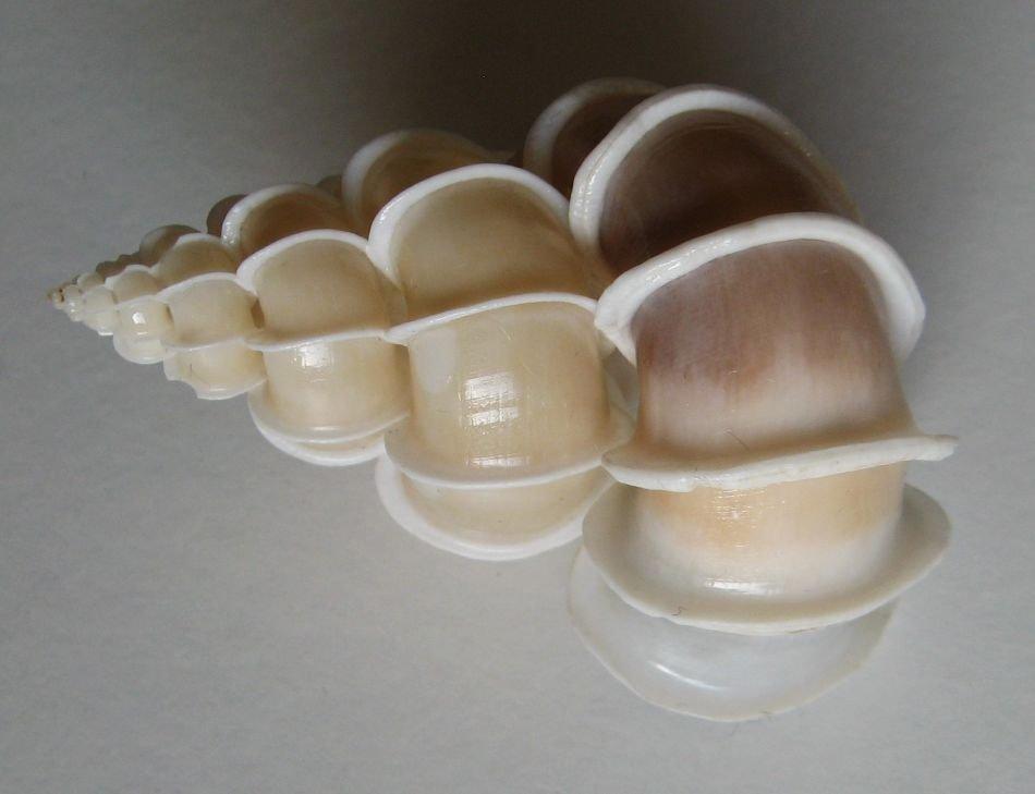 Výstava lastur a mořských přírodnin