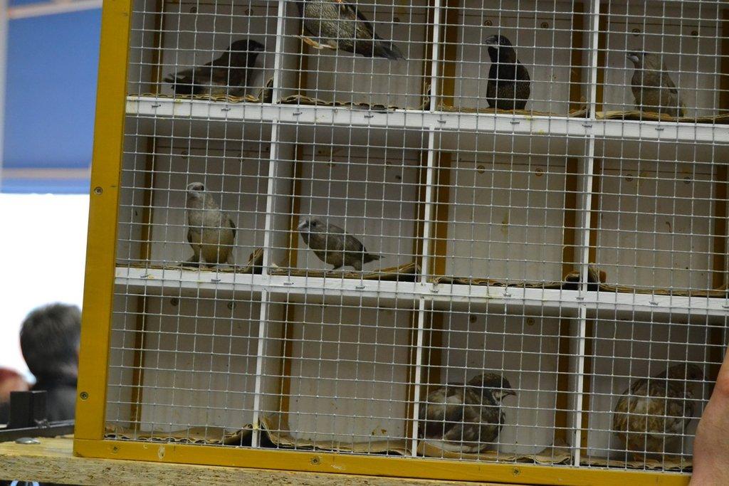 Ostravské Fauna Trhy