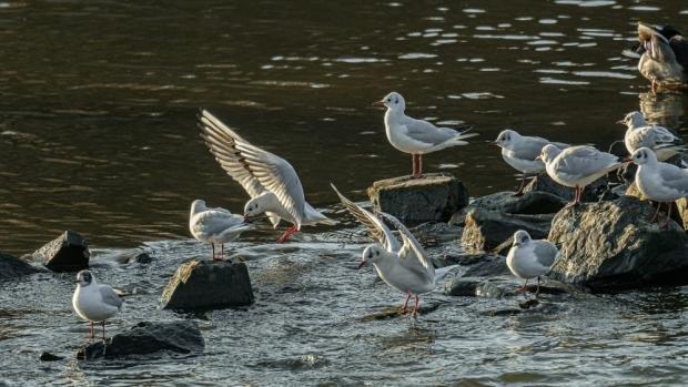 Ornitologická vycházka na zimoviště vodních ptáků