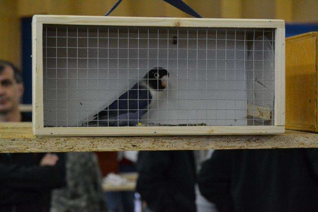 Ostravské Fauna Trhy