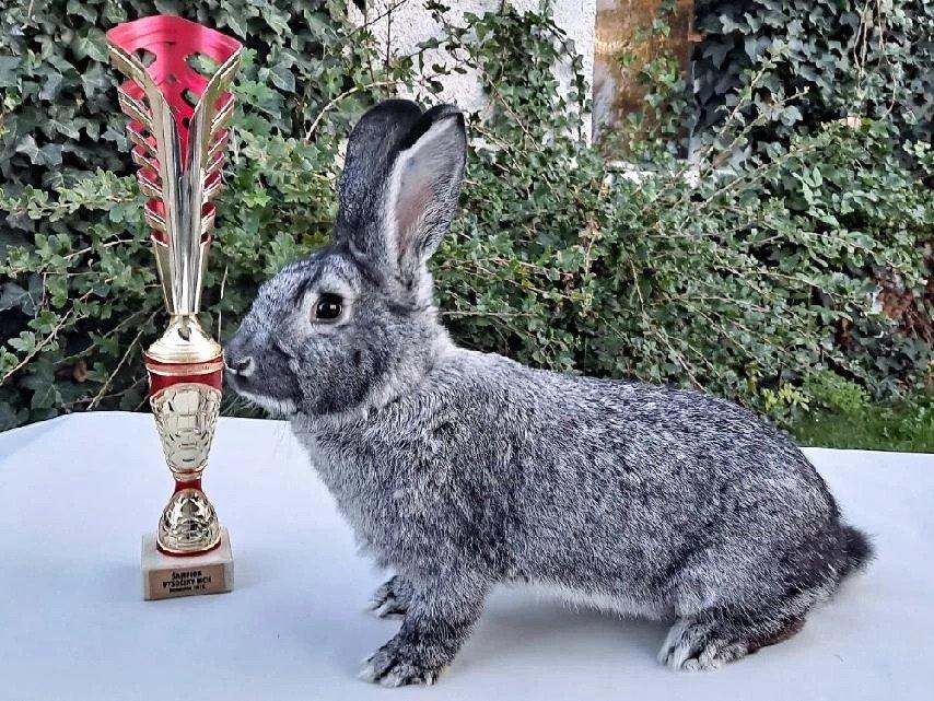 Mezinárodní výstava – Den zakrslých králíků Česká republika 2026