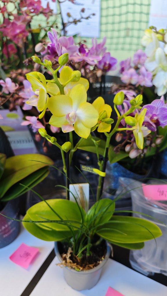 ŽIVÁ BOTANIKA 15.11.2025 - 🌸 Praha