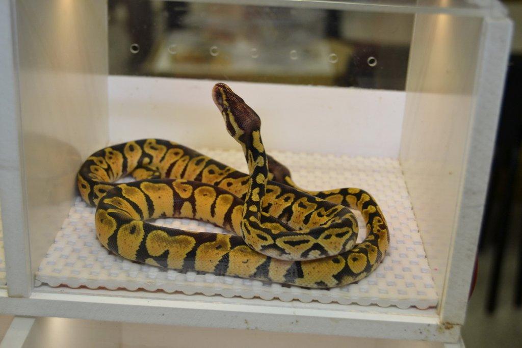 Ostravské Fauna Trhy