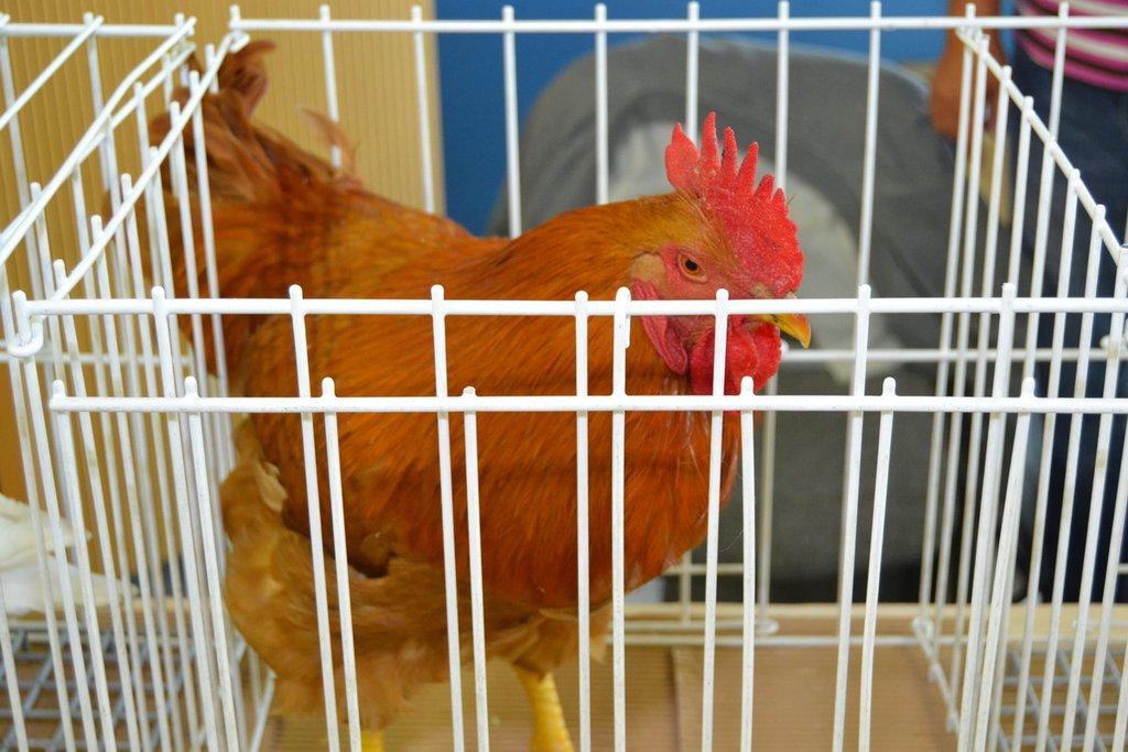 Ostravské Fauna Trhy