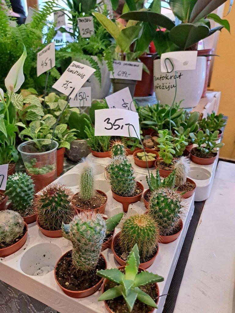 ŽIVÁ BOTANIKA 15.11.2025 - 🌸 Praha