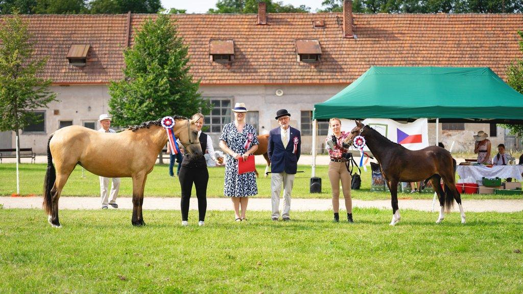 Mezinárodní výstava Welsh Pony & Cob Veltrusy