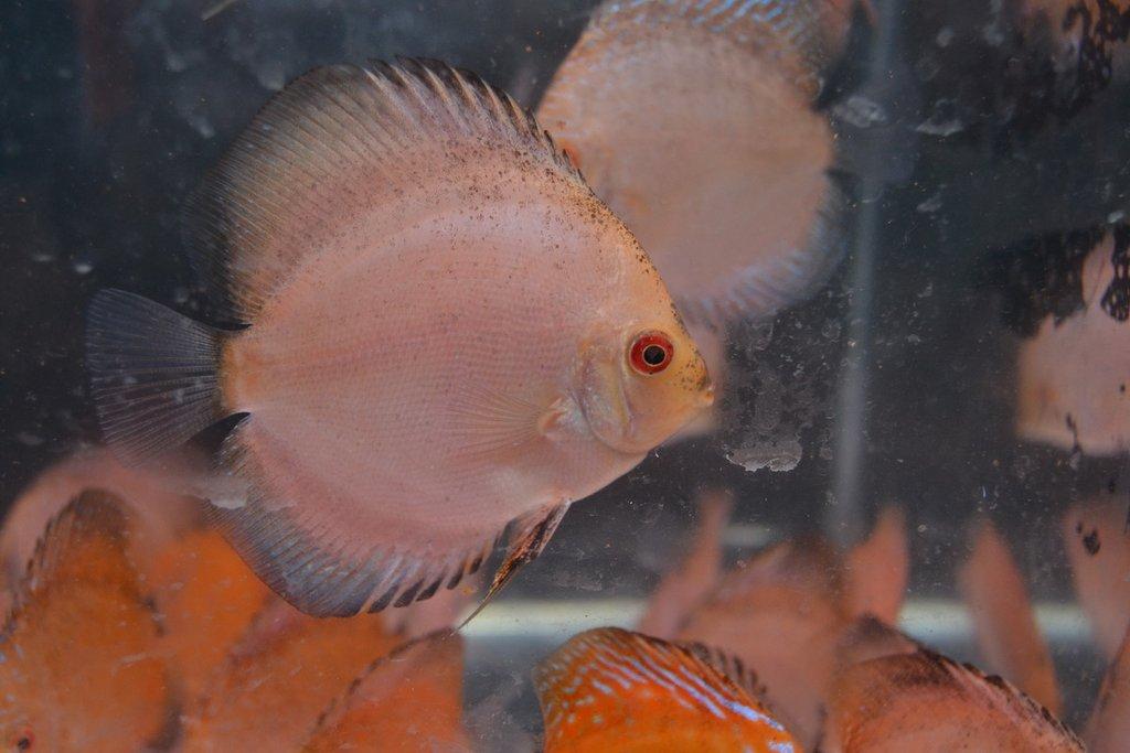 Ostravské Fauna Trhy