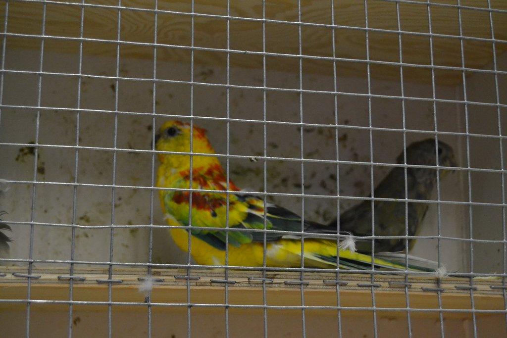 Ostravské Fauna Trhy