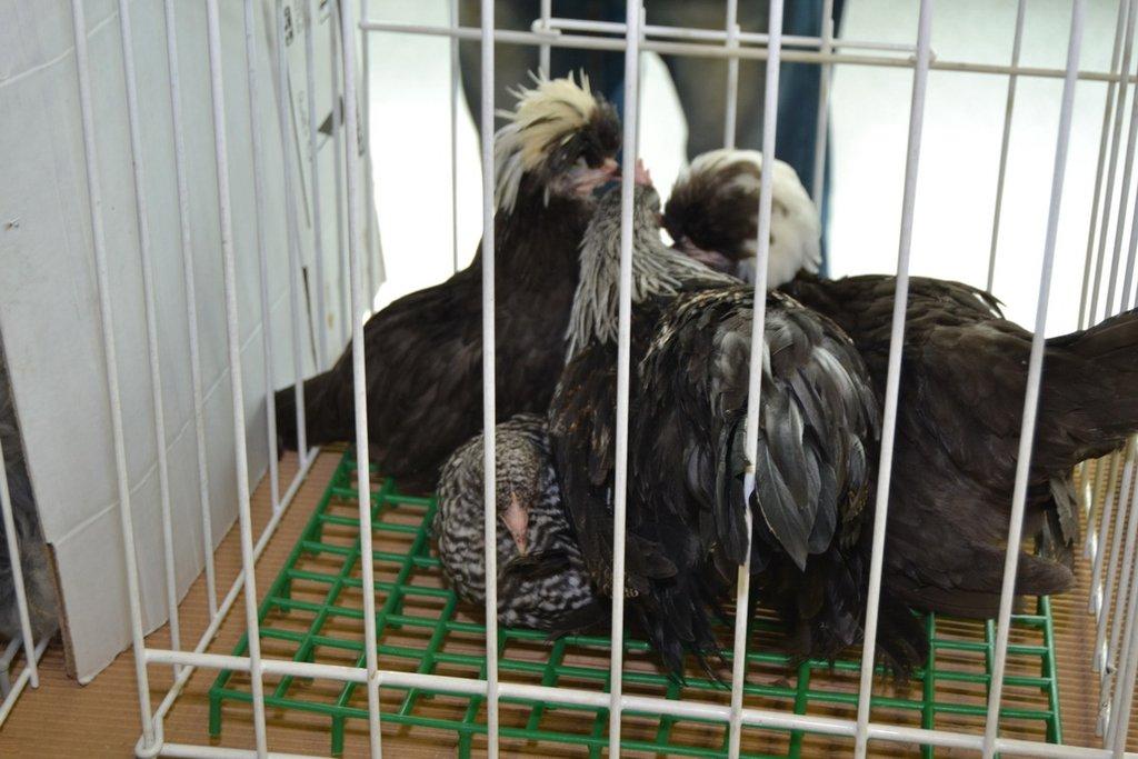 Ostravské Fauna Trhy