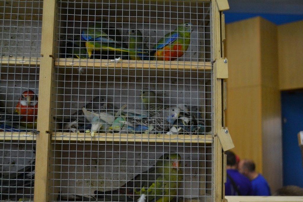 Ostravské Fauna Trhy