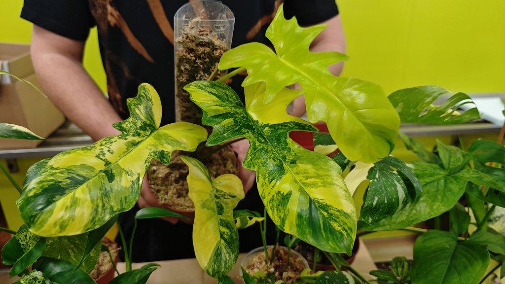 ŽIVÁ BOTANIKA 15.11.2025 - 🌸 Praha