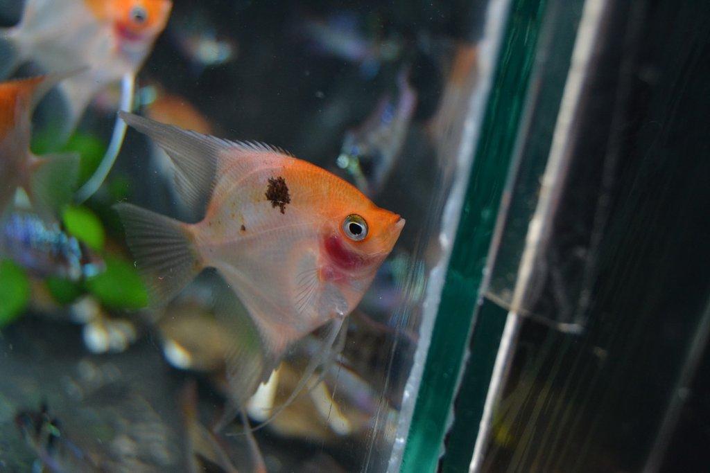 Ostravské Fauna Trhy