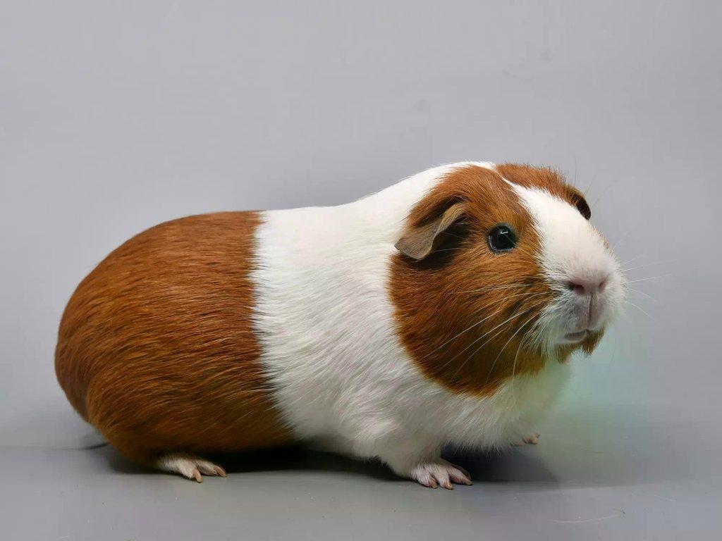 24. speciální výstava morčat