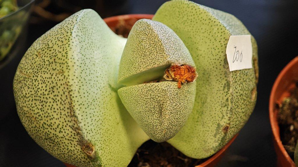 ŽIVÁ BOTANIKA 15.11.2025 - 🌸 Praha