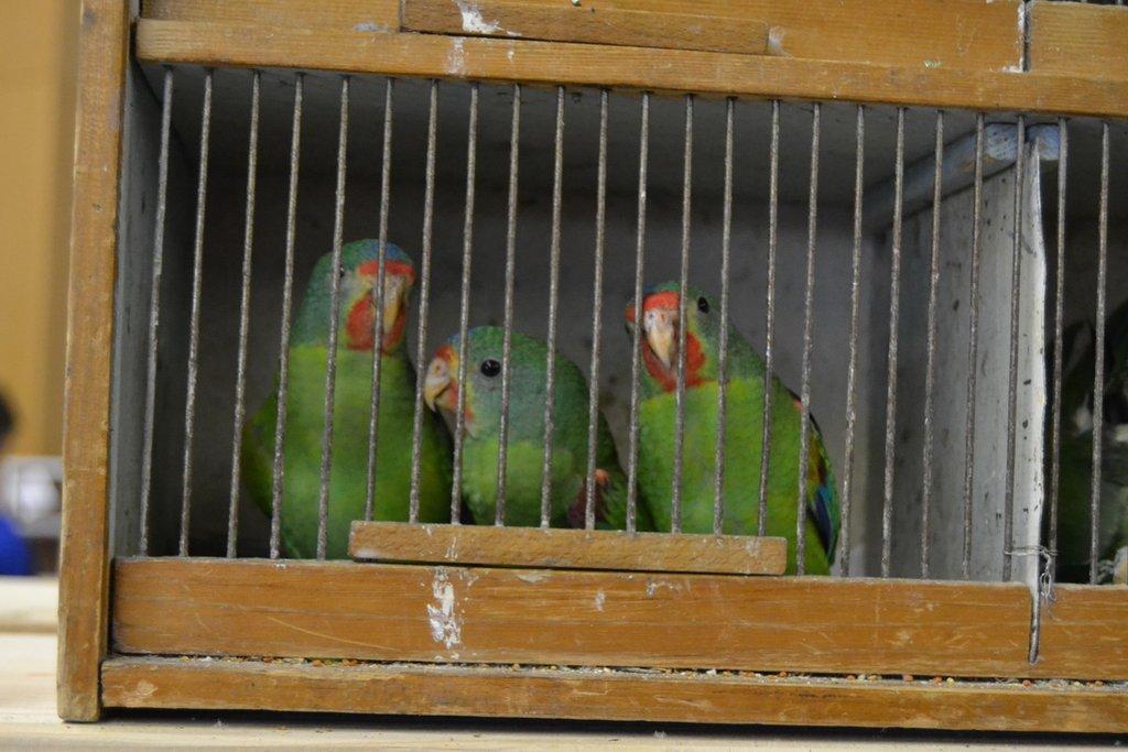 Ostravské Fauna Trhy