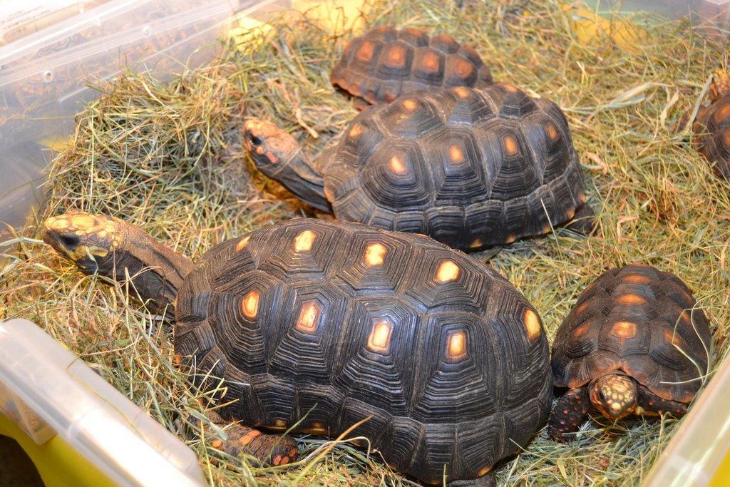 Ostravské Fauna Trhy