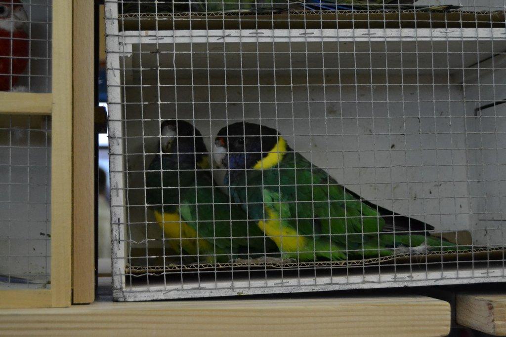 Ostravské Fauna Trhy