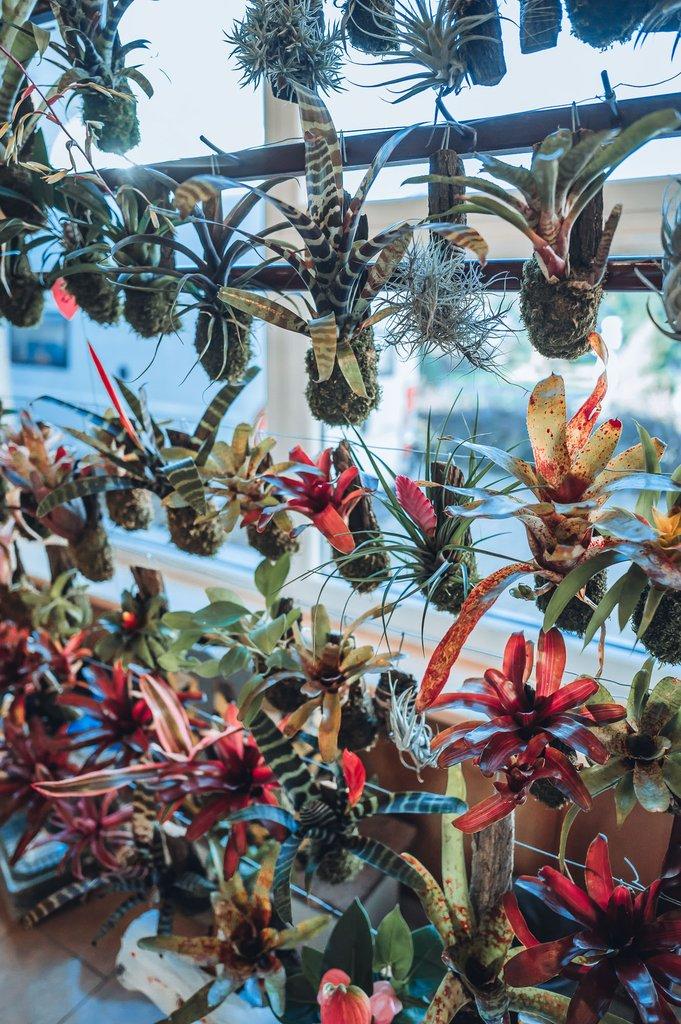 ŽIVÁ BOTANIKA 15.11.2025 - 🌸 Praha