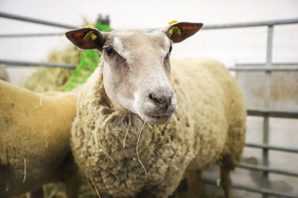 Země živitelka 2026 – Mezinárodní agrosalon v Českých Budějovicích