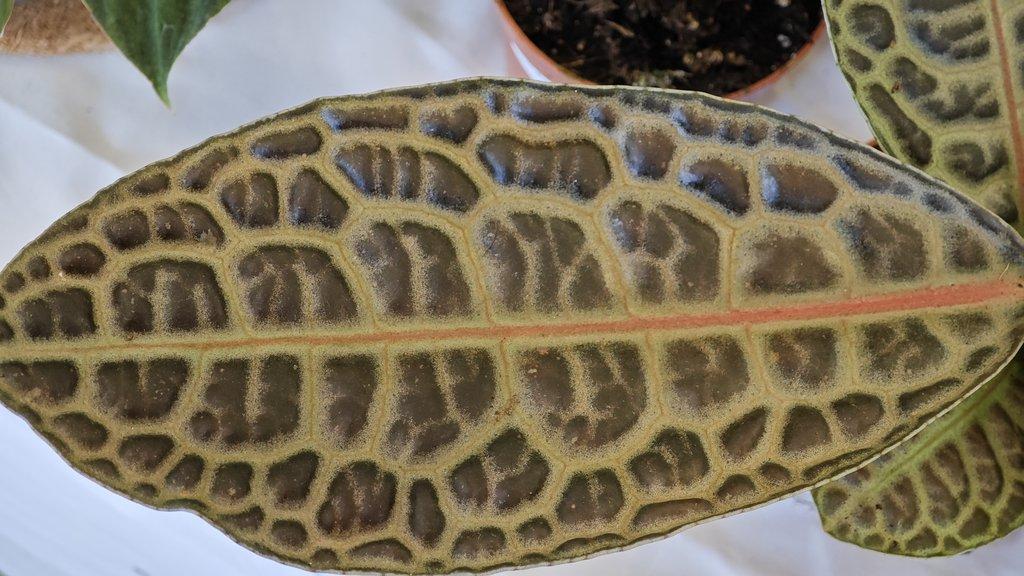 ŽIVÁ BOTANIKA 15.11.2025 - 🌸 Praha