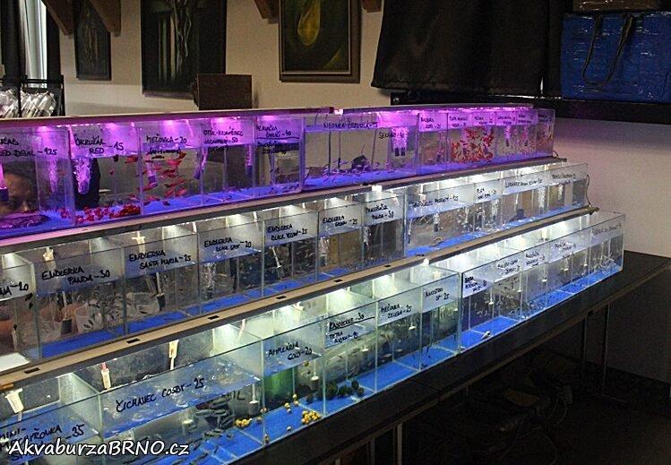 Akvaburza Brno
