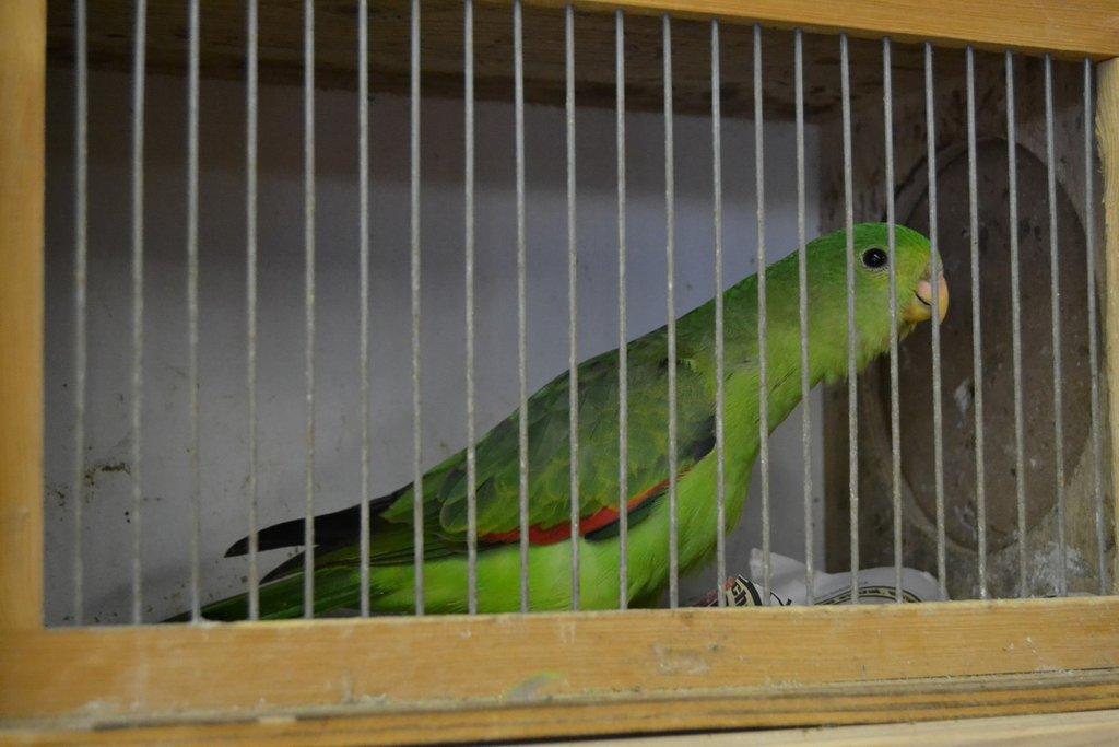 Ostravské Fauna Trhy