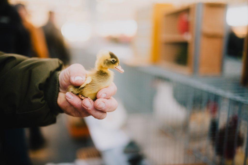 Chovatelské trhy - červenec