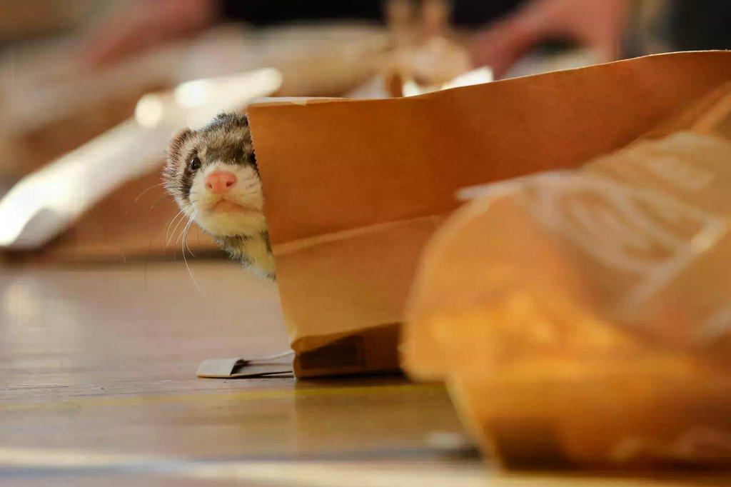 Mezinárodní výstava fretek v Praze 2026