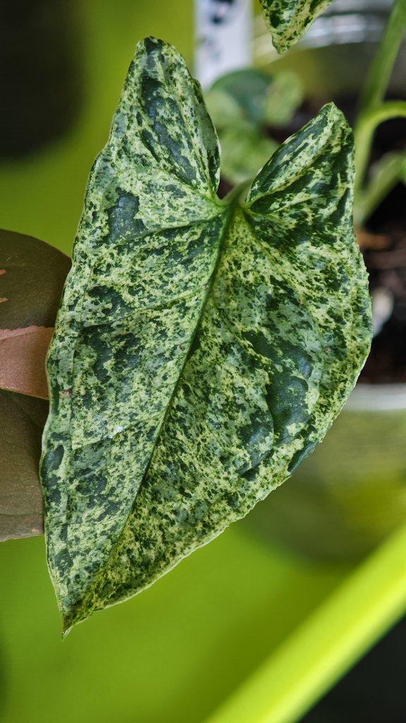 ŽIVÁ BOTANIKA 15.11.2025 - 🌸 Praha