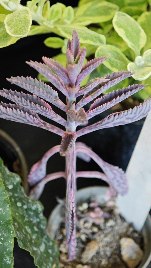 ŽIVÁ BOTANIKA 15.11.2025 - 🌸 Praha