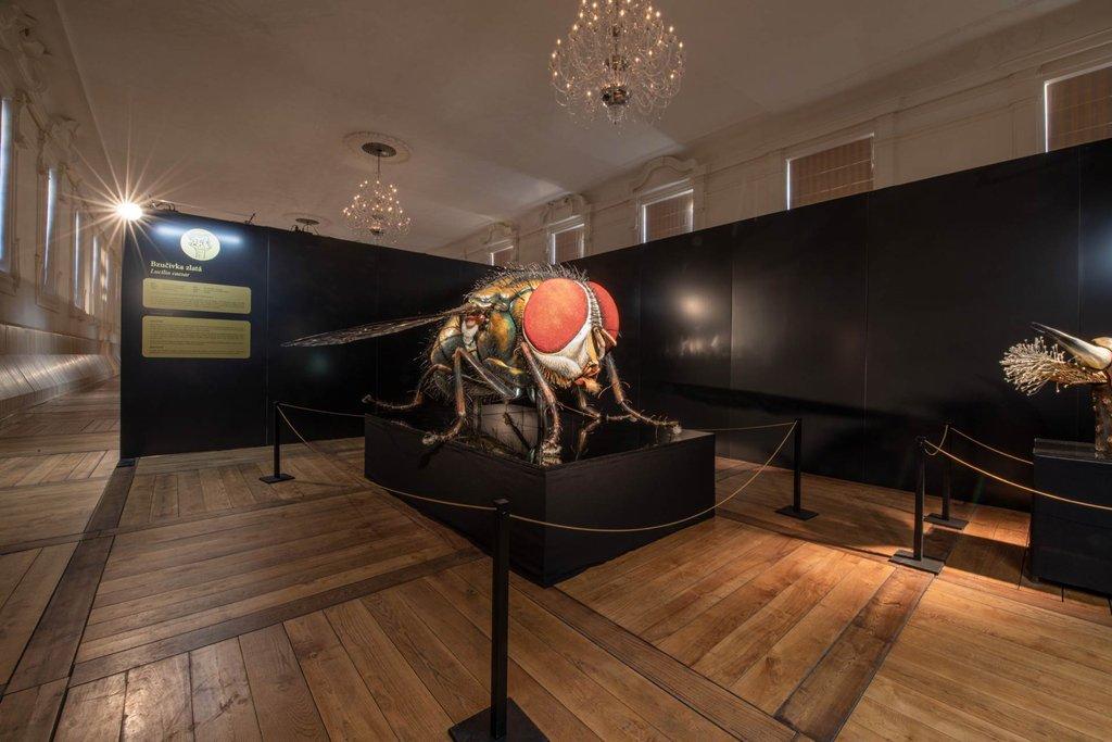 MegaBrouci – fascinující svět hmyzu na Výstavišti České Budějovice