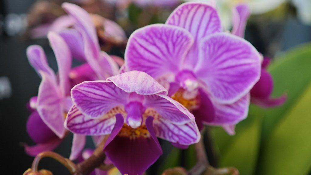 ŽIVÁ BOTANIKA 15.11.2025 - 🌸 Praha