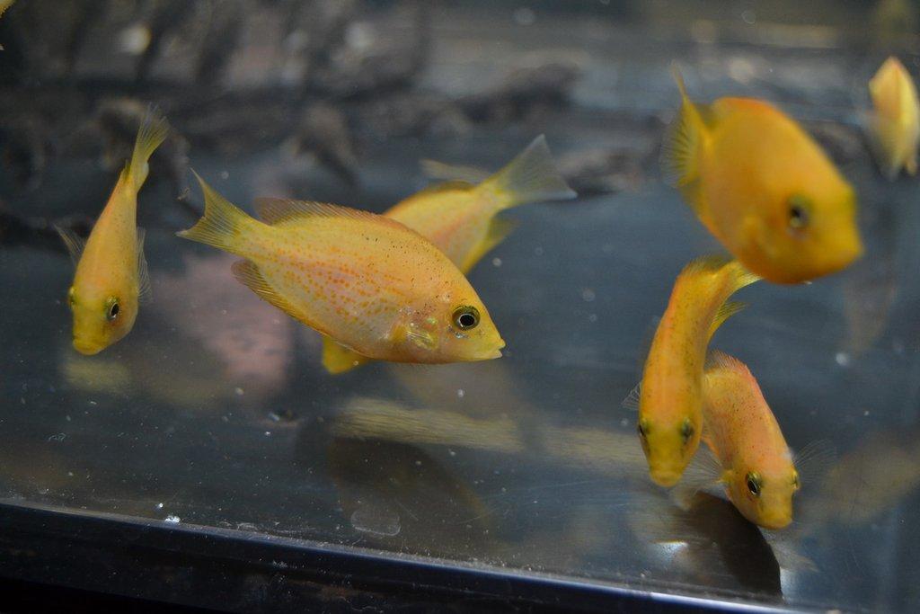 Ostravské Fauna Trhy