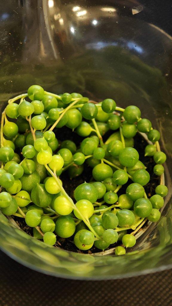 ŽIVÁ BOTANIKA 15.11.2025 - 🌸 Praha