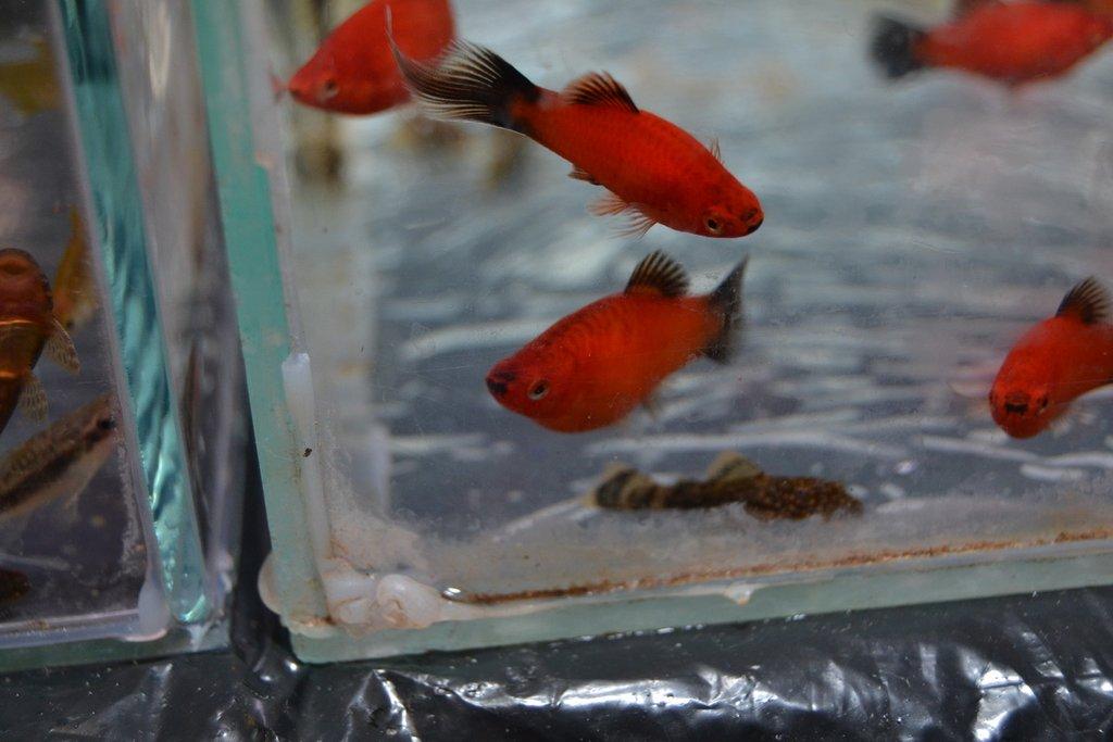 Ostravské Fauna Trhy