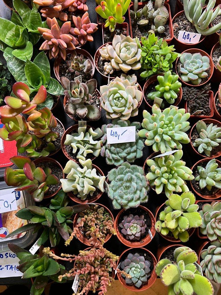 ŽIVÁ BOTANIKA 15.11.2025 - 🌸 Praha